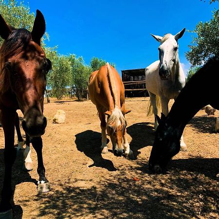 Relais Tenuta Gentili San Liberato Εξωτερικό φωτογραφία